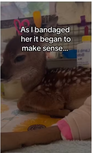 Deers are so smart #wholesome #animals_part2