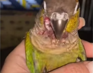 Birds are highly intelligent #wholesome #animals_part2