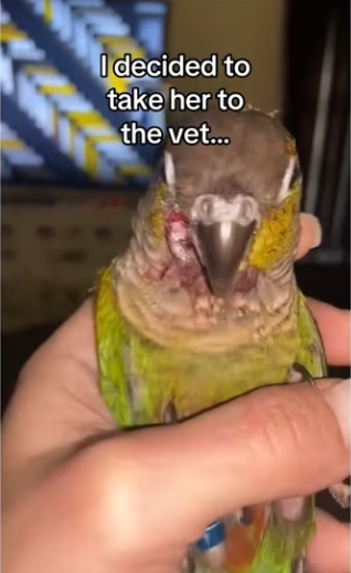 Birds are highly intelligent #wholesome #animals_part2