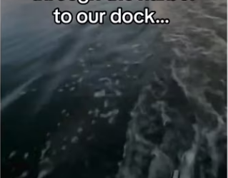 Dolphins use us to save turtle! #wholesome #animals_part2