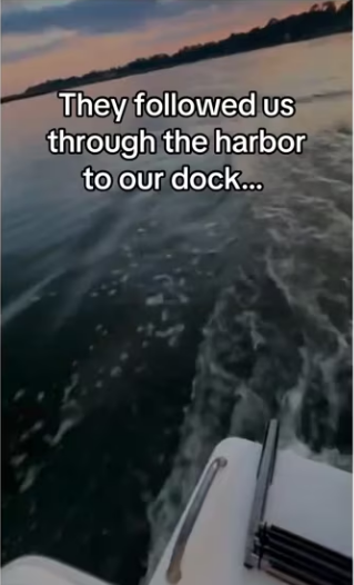 Dolphins use us to save turtle! #wholesome #animals_part2