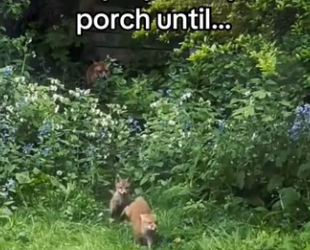 Earning Fox moms trust #wholesome #animals_part2