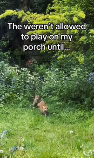 Earning Fox moms trust #wholesome #animals_part2