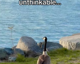 Goose needed help #aniamls #wholesome_part2