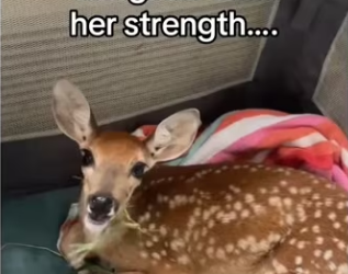 guess we saved her twice #wholesome #deer_part2
