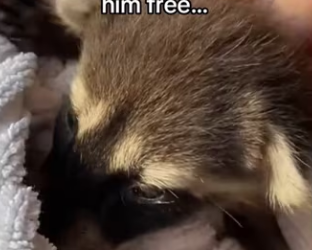 He knew we would help ducks #wholesome #animals_part2