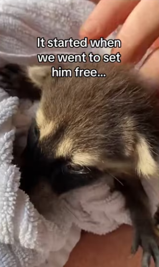 He knew we would help ducks #wholesome #animals_part2