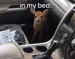 Her mom thanked me! #wholesome #animals_part2