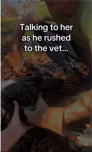 Man saves downed eagle #aniamls #wholesome_part2