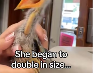 Mystery bird #aniamls #wholesome_part2