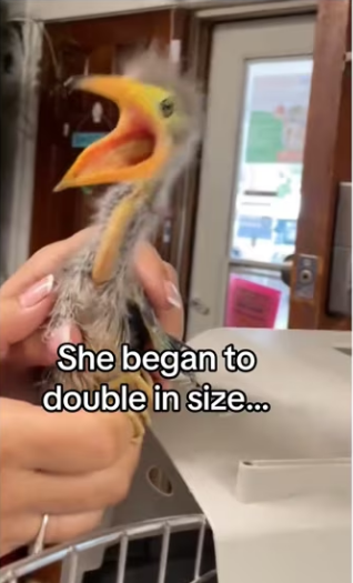 Mystery bird #aniamls #wholesome_part2