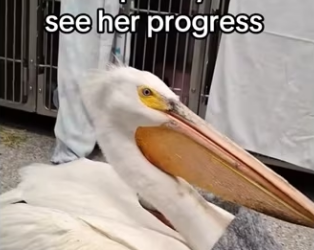 neat trick #animals #wholesome_part2