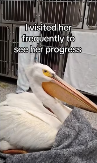 neat trick #animals #wholesome_part2