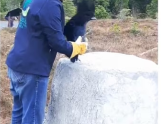 Now they get babysitting #wholesome #animals_part2