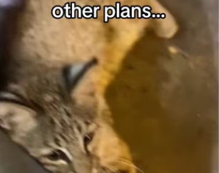 Poachers killed her mom two days before #aniamls #wholesome_part2