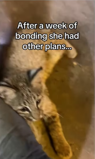 Poachers killed her mom two days before #aniamls #wholesome_part2