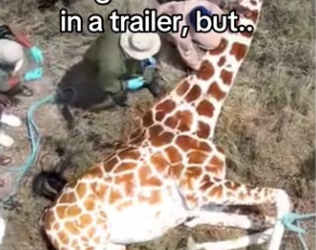 Rangers make giraffe hoof #wholesome #animals_part2