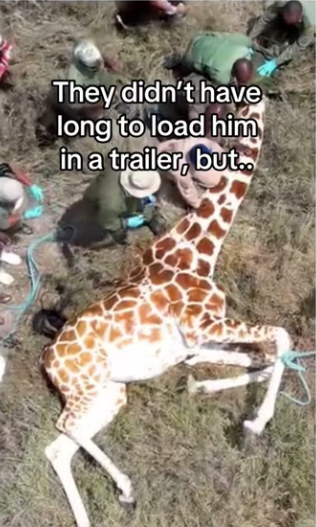 Rangers make giraffe hoof #wholesome #animals_part2