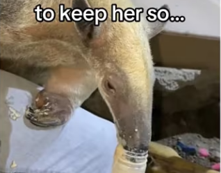 She became great mom #animals #wholesome_part2