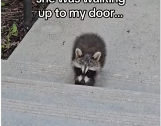 She had plan entire time #wholesome #racoon_part2