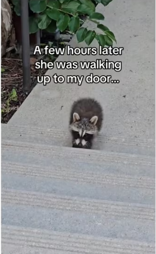 She had plan entire time #wholesome #racoon_part2