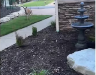 She help! #wholesome #animals_part2