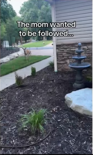 She help! #wholesome #animals_part2