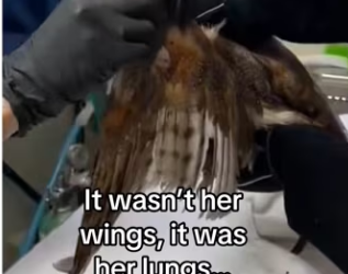 She knew help #wholesome #animals_part2