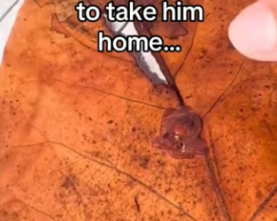 She knew take care of her #wholesome #animals_part2