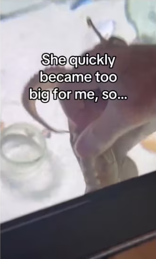 She left me her babies #wholesome #animals_part2