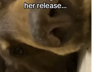 She only would come out when came #bear #wholesome_part2
