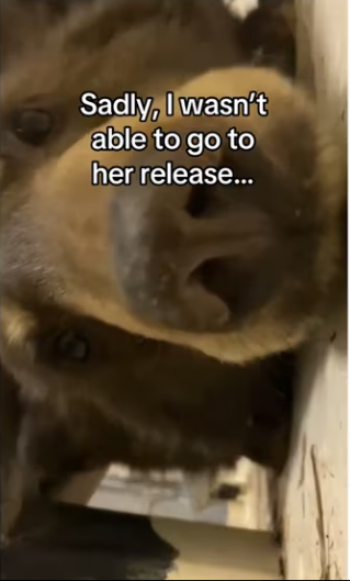 She only would come out when came #bear #wholesome_part2