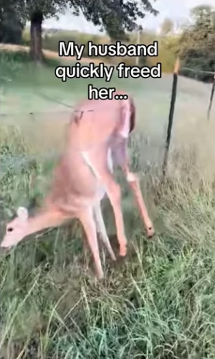 She saves her mom! #wholesome #animals_part2