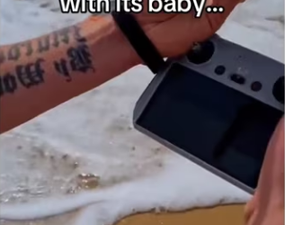 She thanked mom baby end #wholesome #animals_part2