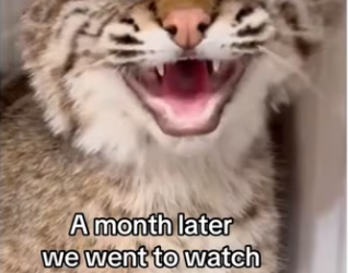 Safe everything but chimney #wholesome #animals_part2