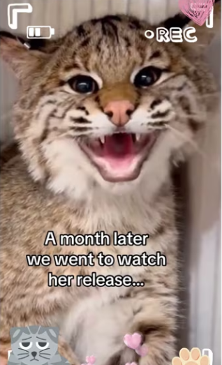 Safe everything but chimney #wholesome #animals_part2