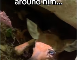 Mother instinct runs deep #wholesome #eagles_part2