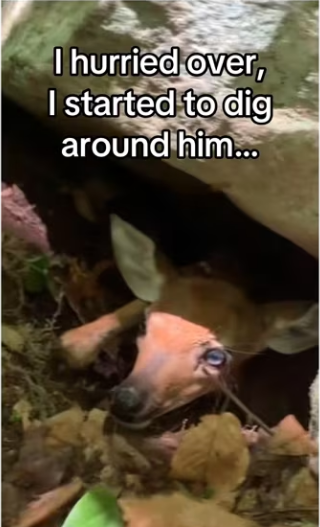 Mother instinct runs deep #wholesome #eagles_part2