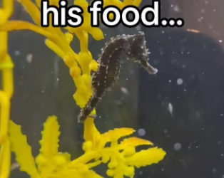 She held his tail during labor #wholesome #animals_part2