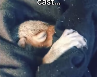 Soulmates aren always human #wholesome #animals_part2