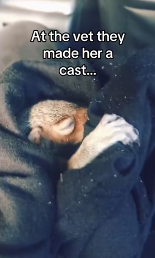 Soulmates aren always human #wholesome #animals_part2