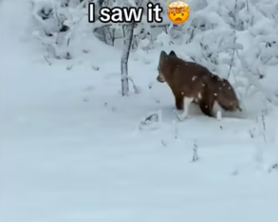 Wait them playing #wholesome #animals_part2