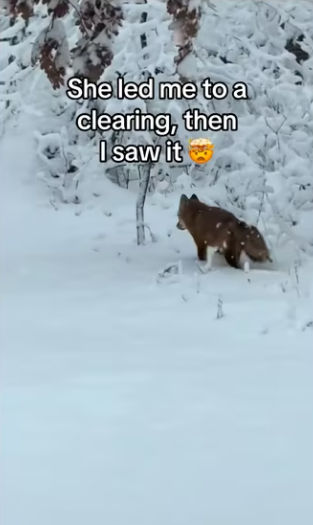 Wait them playing #wholesome #animals_part2