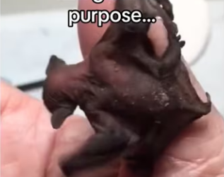 Watch me raise bat #wholesome #anmals_part2