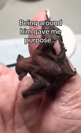 Watch me raise bat #wholesome #anmals_part2