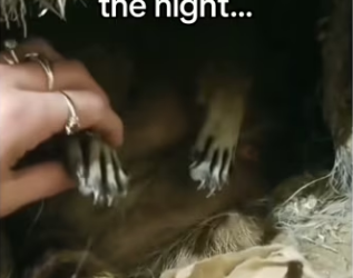 Daughter found cat #wholesome #animals_part2