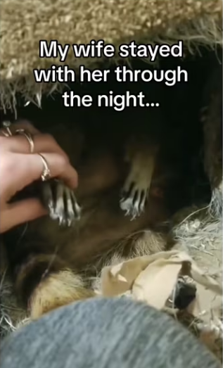 Daughter found cat #wholesome #animals_part2