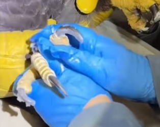 Get her on love island #wholesome #animals #eagle_part2