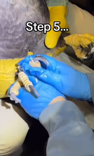 Get her on love island #wholesome #animals #eagle_part2