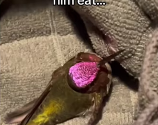 Wait it..l #wholesome #animals_part2